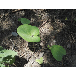 Cercis canadensis L. (Gainier du Canada)