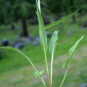 Photographie n°1937872 du taxon Phyteuma betonicifolium Vill. [1785]