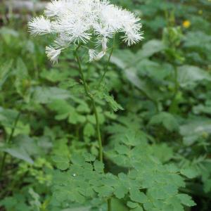 Photographie n°1937880 du taxon Thalictrum aquilegiifolium L. [1753]