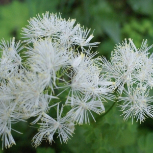 Photographie n°1937884 du taxon Thalictrum aquilegiifolium L. [1753]