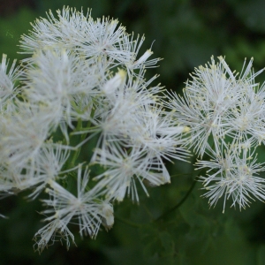 Photographie n°1937889 du taxon Thalictrum aquilegiifolium L. [1753]