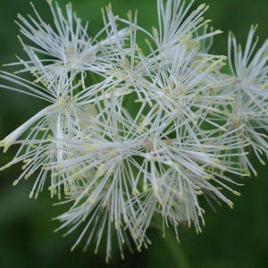 Photographie n°1937890 du taxon Thalictrum aquilegiifolium L. [1753]