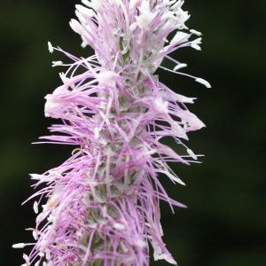 Photographie n°1937939 du taxon Plantago media L.