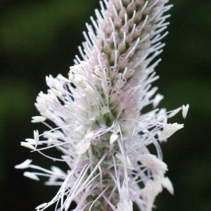 Photographie n°1937949 du taxon Plantago media L.