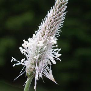 Photographie n°1937953 du taxon Plantago media L.