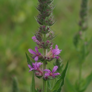 Photographie n°1938082 du taxon Lythrum salicaria L.