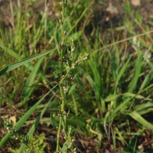 Photographie n°1938115 du taxon Polygonum aviculare L. [1753]