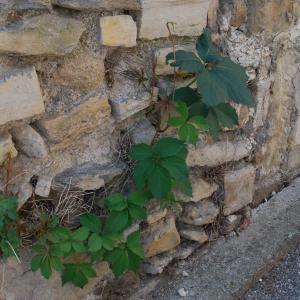 Photographie n°1938441 du taxon Parthenocissus quinquefolia (L.) Planch. [1887]