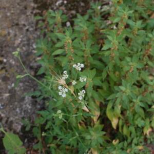 Photographie n°1938685 du taxon Torilis japonica (Houtt.) DC. [1830]