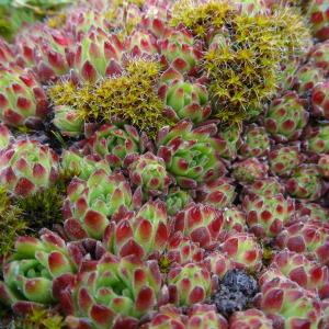 Photographie n°1938751 du taxon Sempervivum montanum L. [1753]