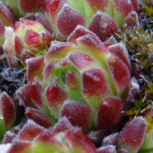 Photographie n°1938758 du taxon Sempervivum montanum L. [1753]