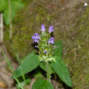 Photographie n°1938846 du taxon Prunella vulgaris L. [1753]