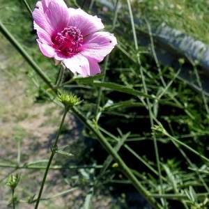 Photographie n°1939182 du taxon Althaea cannabina L. [1753]