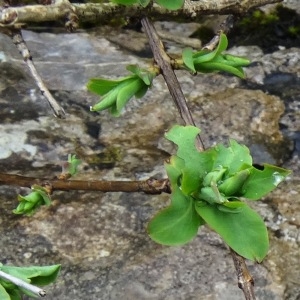 Photographie n°1940234 du taxon Lonicera pyrenaica subsp. pyrenaica 