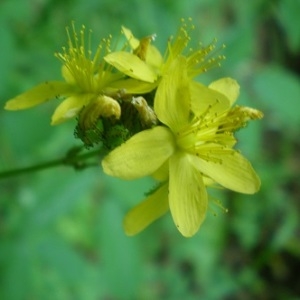 Photographie n°1941330 du taxon Hypericum montanum L. [1755]