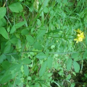 Photographie n°1941331 du taxon Hypericum montanum L. [1755]