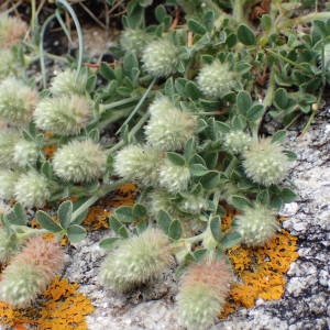 Photographie n°1941701 du taxon Trifolium arvense L. [1753]