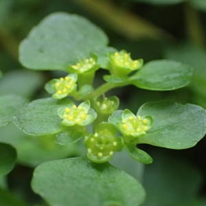 Photographie n°1941857 du taxon Chrysosplenium oppositifolium L. [1753]