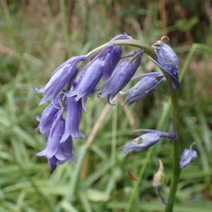 Photographie n°1941992 du taxon Hyacinthoides non-scripta (L.) Chouard ex Rothm. [1944]