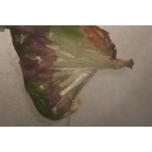 Gamochaeta coarctata (Willd.) Kerguélen