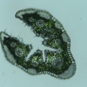 Photographie n°1942082 du taxon Festuca trichophylla subsp. asperifolia (St.-Yves) Al-Bermani [1992]