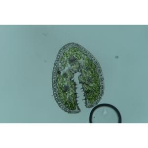 Festuca ophioliticola subsp. calaminaria Auquier (Fétuque de Westphalie)