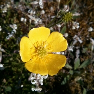 Photographie n°1942115 du taxon Ranunculus acris L. [1753]