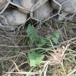 Photographie n°1942343 du taxon Sonchus L. [1753]