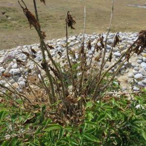 Photographie n°1942437 du taxon Sambucus nigra L. [1753]