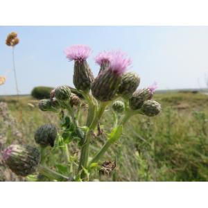 Cirsium arvense var. maritimum Fr.