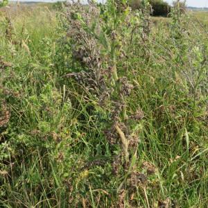  - Cirsium arvense var. maritimum Fr. [1817]