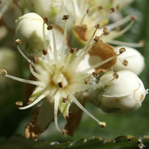 Sorbus aria subsp. scandica proles mougeotii var. typica (Beck) Rouy & E.G.Camus (Alisier de Mougeot)