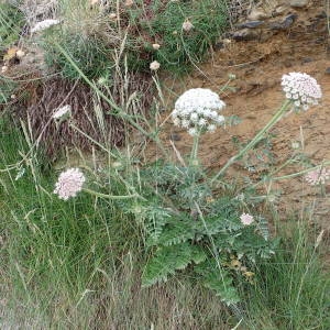 Photographie n°1943900 du taxon Daucus carota subsp. gummifer (Syme) Hook.f. [1884]