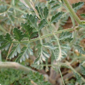 Photographie n°1943904 du taxon Daucus carota subsp. gummifer (Syme) Hook.f. [1884]