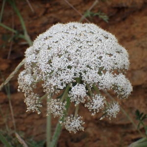 Photographie n°1943907 du taxon Daucus carota subsp. gummifer (Syme) Hook.f. [1884]