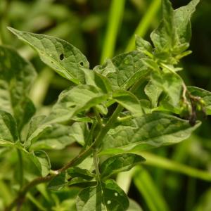 Photographie n°1944219 du taxon Solanum dulcamara L. [1753]