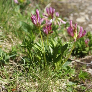 Photographie n°1945147 du taxon Trifolium alpinum L. [1753]