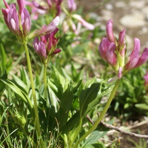 Photographie n°1945148 du taxon Trifolium alpinum L. [1753]