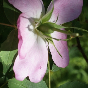 Photographie n°1945287 du taxon Rosa vogesiaca Desp. [1828]