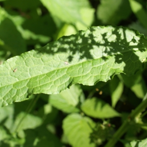 Photographie n°1945306 du taxon Rumex crispus L. [1753]