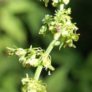 Photographie n°1945318 du taxon Rumex crispus L. [1753]