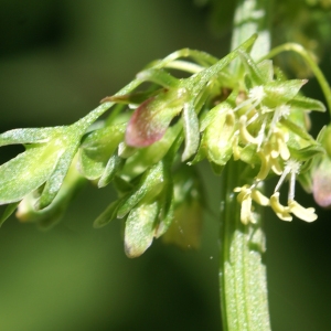 Photographie n°1945322 du taxon Rumex crispus L. [1753]