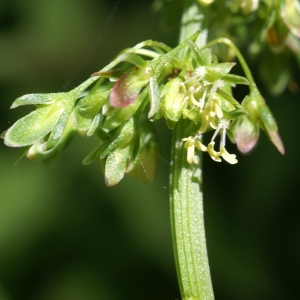 Photographie n°1945323 du taxon Rumex crispus L. [1753]