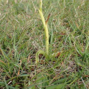 Photographie n°1945414 du taxon Anacamptis pyramidalis (L.) Rich. [1817]