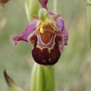 Photographie n°1945420 du taxon Ophrys apifera Huds. [1762]