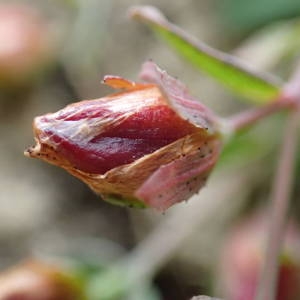 Photographie n°1945479 du taxon Hypericum humifusum L. [1753]