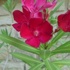 Photographie n°1945483 du taxon Nerium oleander L. [1753]