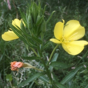 Photographie n°1945495 du taxon Oenothera biennis L. [1753]