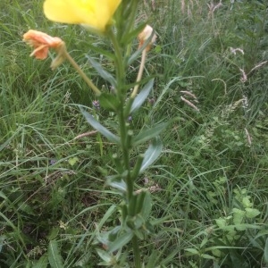 Photographie n°1945496 du taxon Oenothera biennis L. [1753]