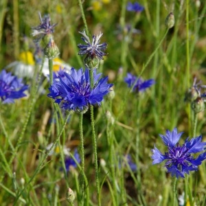 Photographie n°1946486 du taxon Bleuet